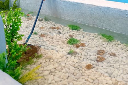 Tenerife pearl experience with freshwater pearl pick and set