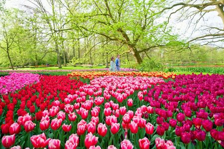 Keukenhof ticket with transfer, bus audio guide and Canal cruise