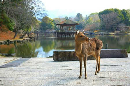 Osaka cultural day trip with two itinerary options