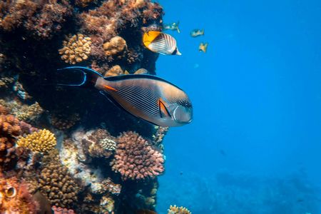 Blue Lagoon and Tanjung Jepun snorkelling experience with lunch