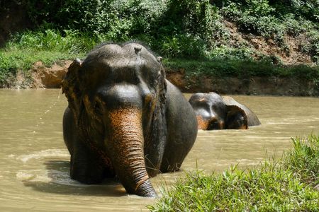 Morning guided tour at hidden forest elephant reserve in Chalong