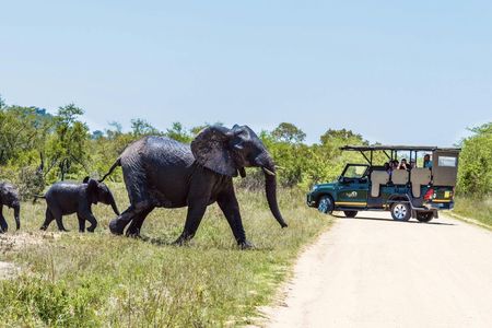 Kruger National Park full-day safari from Hazyview