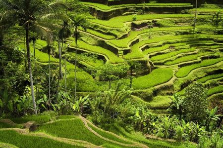 Full-day private guided tour of Ubud