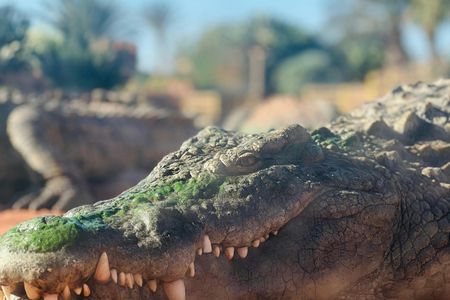 Agadir Crocopark entrance and Sunset View in cable car