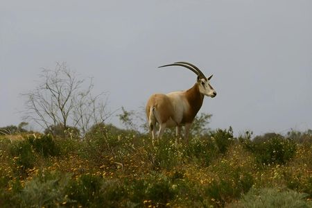 Half-day wildlife and nature tour from Agadir or Taghazout