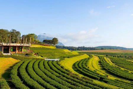 Chiang Rai Singha Park and Temple tour with private van charter