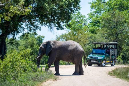 Kruger National Park morning safari from Hazyview