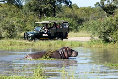 Kruger National Park afternoon safari from Hazyview