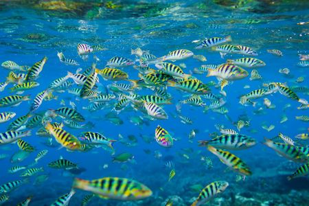 Snorkelling in Nusa Penida 4 points