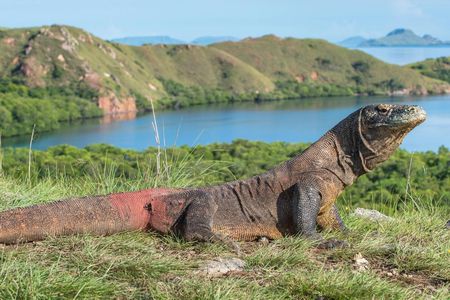 Komodo dragons, Pink Beach and snorkelling full-day adventure
