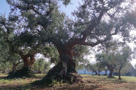 Olive oil tour and tasting in Itria Valley