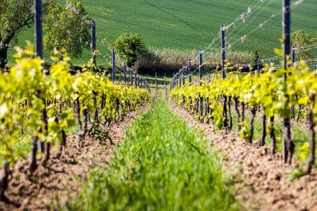 Guided wine tasting tour in San Valentino vineyards