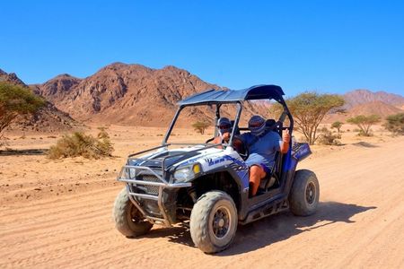 Morning Sand Buggy Experience Plus Bedouin Tea Tasting in Sharm Desert