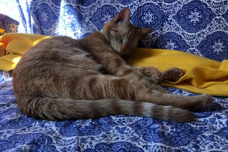 Calendar test for SI