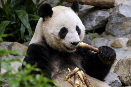 Private Guided Tour to Temple of Heaven, Panda House and Summer Palace