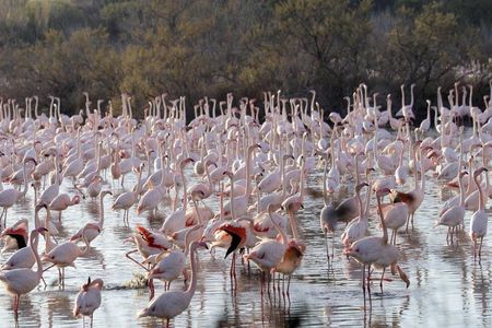 Albufera wildlife boat tour with meal included