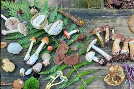 Heidelberg mushroom foraging guided hike