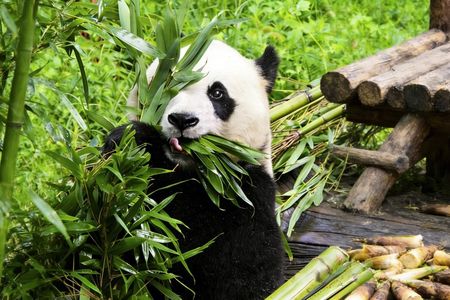 Private Guided Tour to Temple of Heaven, Panda House and Summer Palace