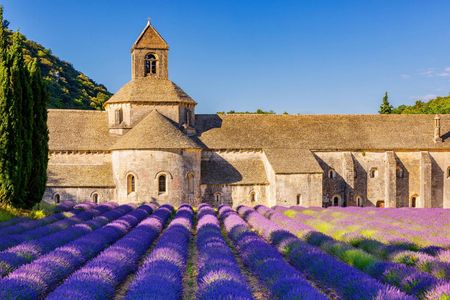 Sault lavender fields full-day guided tour from Avignon