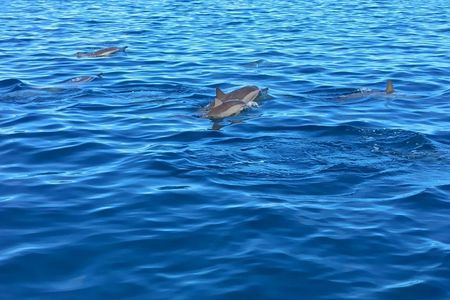Mauritius dolphin watching speedboat tour