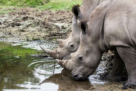 Hluhluwe-iMfolozi Park wildlife safari from Durban