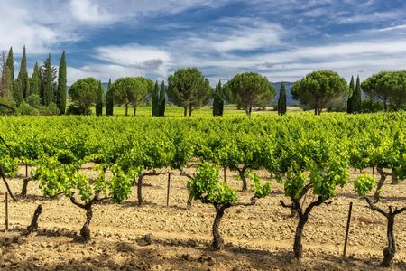 A taste of Provence wine tour