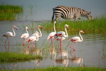 Ngorongoro Crater and Tarangire 3-day private safari from Zanzibar