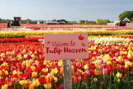 Discover tulips in Keukenhof and take 5 flowers home