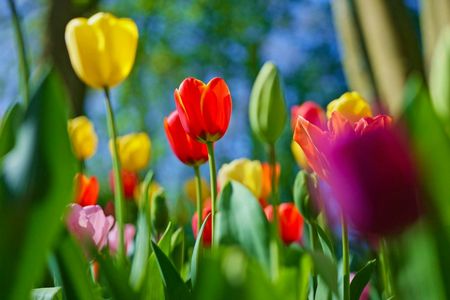 Tour from Amsterdam to Keukenhof and Dutch countryside