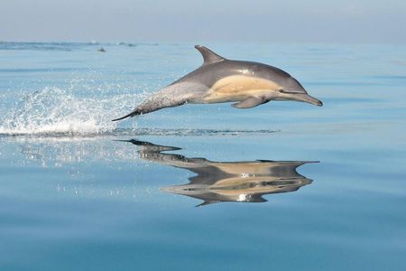 Sunrise dolphin watching excursion in Mallorca