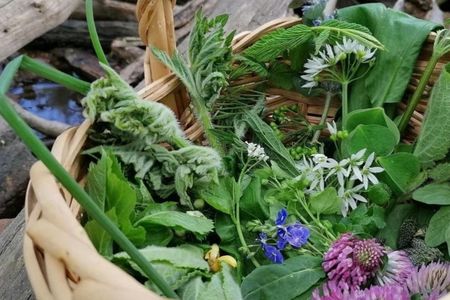 Detmold wild plant foraging guided walk