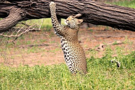Nyerere National Park two-day safari with two game drives