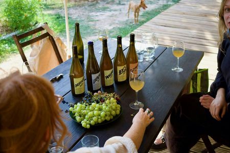 Organic vineyard guided tour with tasting in Vinhos Verdes region