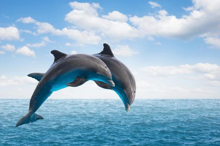 Dolphin watching speedboat ride in Muscat