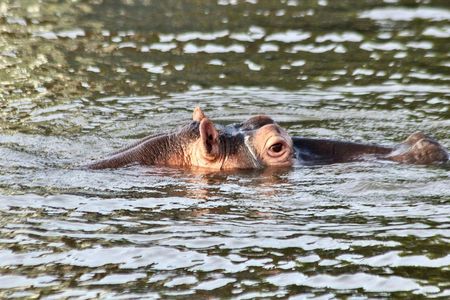 St Lucia iSimangaliso Wetland Park safari and cruise from Durban
