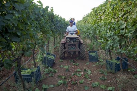 Wine Tasting Experience in Valle d'Itria