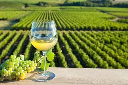 Vouvray wine discovery tour with tastings from Tours