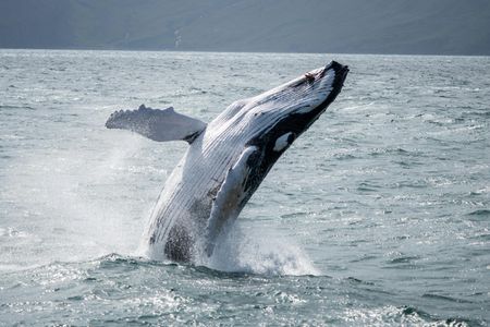 Húsavík whale watching tour in Skjálfandi Bay