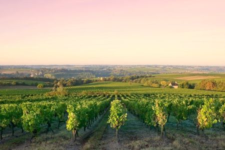 Côte de Nuits half-day wine tour with tastings from Dijon