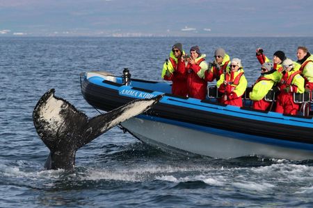 Húsavík whale safari and Puffin Island RIB boat tour