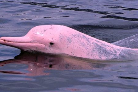 Pink dolphins sightseeing, Koh Tan and Koh Mudsum by speedboat