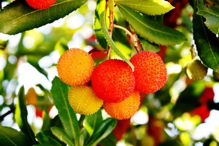 Silves and Foia half-day guided tour