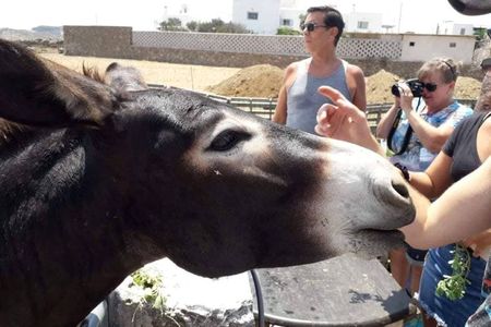 Mykonos farm visit and traditional farming experience