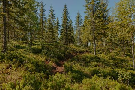Holmenkollen private walking tour