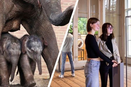 ARTIS Amsterdam Royal Zoo and ARTIS-Groote Museum Entrance Ticket