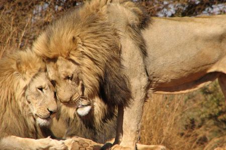 Pilanesberg National Park Safari with Sun City from Johannesburg