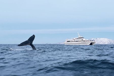 Tromsø whale safari tour with expert guides