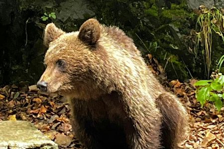 Libearty Bear Sanctuary and Bran Castle private full-day tour