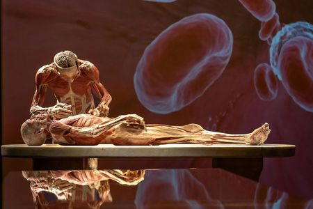 BODY WORLDS exhibition in Chemnitz