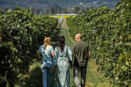 Wine tour in the Euganean Hills from Padua